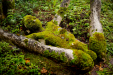 Thumbnail _mg_7204.jpg 