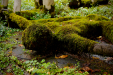 Thumbnail _mg_7207.jpg 