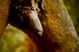 Thumbnail _mg_7335.jpg 