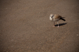 Thumbnail _mg_7494.jpg 