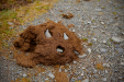 Thumbnail _mg_2524.jpg 