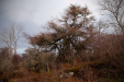 Thumbnail _mg_2533.jpg 