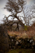 Thumbnail _mg_2536.jpg 