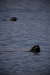 Thumbnail _mg_2583.jpg 