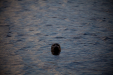 Thumbnail _mg_2594.jpg 