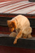 Thumbnail img_3682.jpg 