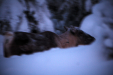 Thumbnail img_1686.jpg 