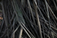 Thumbnail _mg_8108.jpg 