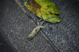 Thumbnail _mg_8310.jpg 