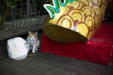 Thumbnail _mg_8428.jpg 