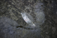 Thumbnail _mg_9265.jpg 