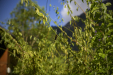 Thumbnail _mg_9624.jpg 