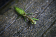 Thumbnail _mg_9992.jpg 