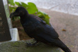 Thumbnail img__0008.jpg 