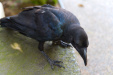 Thumbnail img__0020.jpg 