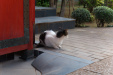 Thumbnail img__0050.jpg 