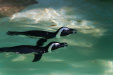 Thumbnail img_0230.jpg 