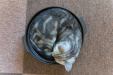 Thumbnail img_0343.jpg 