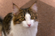 Thumbnail img_0365.jpg 
