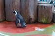 Thumbnail img_0414.jpg 