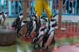 Thumbnail img_0418.jpg 