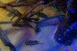Thumbnail img_0550.jpg 
