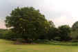 Thumbnail img_1561.jpg 