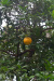 Thumbnail img_1631.jpg 