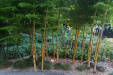 Thumbnail img_1651.jpg 