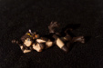 Thumbnail img_2088.jpg 