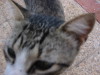Thumbnail IMG_6465.JPG 