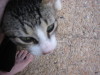Thumbnail IMG_6466.JPG 