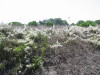 Thumbnail IMG_6551.JPG 