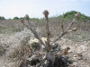 Thumbnail IMG_6553.JPG 