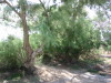 Thumbnail IMG_6562.JPG 
