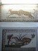 Thumbnail IMG_6612.JPG 