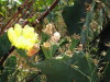 Thumbnail IMG_6646.JPG 