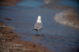 Thumbnail img_4984.jpg 