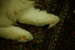 _mg_4065.jpg