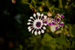 _mg_9700.jpg