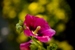 _mg_7258.jpg