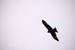 _mg_9559.jpg