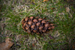 _mg_5334.jpg