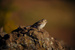 _mg_7857.jpg
