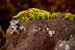 _mg_2515.jpg