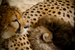 _mg_6828.jpg
