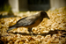 _mg_7363.jpg