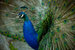 _mg_5663.jpg