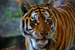 _mg_8594.jpg