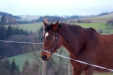 Thumbnail img_9060.jpg 
